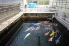 Day 3: Visit to Omotenishiki Koi Farm