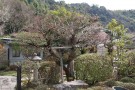 Day 3: Visit to Omotenishiki Koi Farm