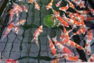 Day 3: Visit to Muruchiku Koi Farm