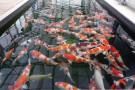 Day 3: Visit to Muruchiku Koi Farm