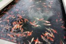 Day 3: Visit to Muruchiku Koi Farm