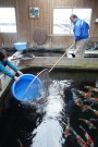 Day 3: Visit to Muruchiku Koi Farm