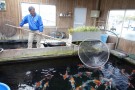 Day 3: Visit to Muruchiku Koi Farm