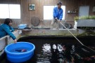 Day 3: Visit to Muruchiku Koi Farm