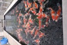 Day 3: Visit to Muruchiku Koi Farm