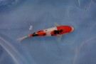 Day 4: Show Koi selection