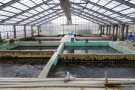 Day 5: Visit to Okawa Koi Farm