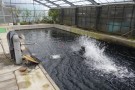 Day 5: Visit to Okawa Koi Farm