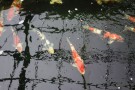 Day 5: Visit to Okawa Koi Farm