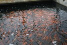 Day 5: Visit to Okawa Koi Farm