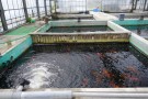 Day 5: Visit to Okawa Koi Farm