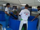 Ogata staff netting Koi after the auction