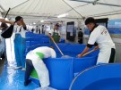 Ogata staff netting Koi after the auction