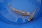 Auction Koi