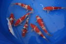 Auction Koi