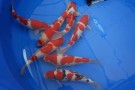 Auction Koi