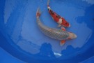 Auction Koi