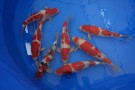 Auction Koi