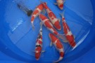 Auction Koi