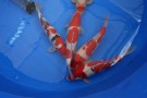 Auction Koi