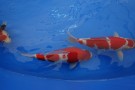 Auction Koi Auction Koi