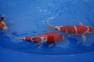 Auction Koi