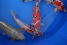 Auction Koi