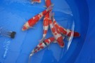 Auction Koi