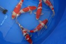 Auction Koi