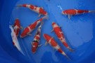 Auction Koi