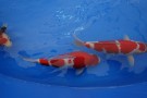 Auction Koi