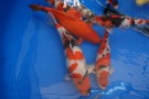 Auction Koi