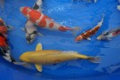 Auction Koi