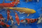 Auction Koi