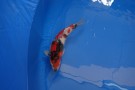 Auction Koi