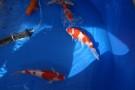 Auction Koi