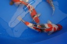 Auction Koi