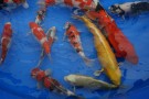 Auction Koi