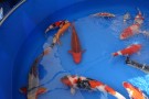 Auction Koi