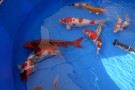 Auction Koi