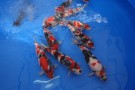 Auction Koi