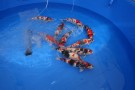 Auction Koi