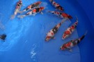 Auction Koi