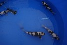 Auction Koi