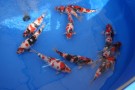 Auction Koi