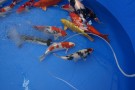 Auction Koi