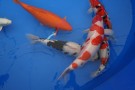 Auction Koi