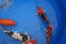 Auction Koi