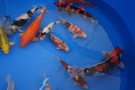 Auction Koi Auction Koi