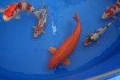 Auction Koi